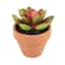 Mini Premade Succulents in Terra Cotta Pots, 6ct. by Ashland®